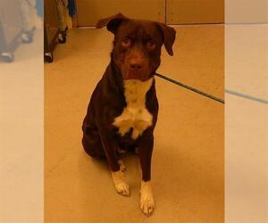 American Pit Bull Terrier-Labrador Retriever Mix Dogs for adoption in Sanford, FL, USA