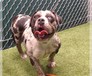 Bulldog-Unknown Mix Dogs for adoption in Downey, CA, USA