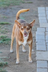Miniature Pinscher-Unknown Mix Dogs for adoption in Hesperia, CA, USA