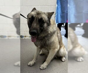 German Shepherd Dog Dogs for adoption in San Bernardino, CA, USA