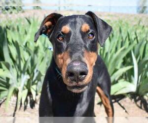 Doberman Pinscher Dogs for adoption in Aurora, CO, USA