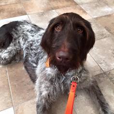 German Wirehaired Pointer Dogs for adoption in Denton, TX, USA