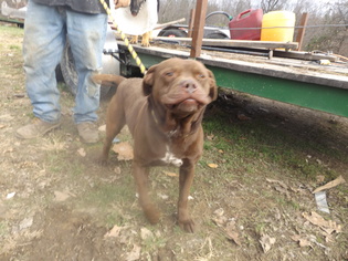 Dogue de Bordeaux Dogs for adoption in Zaleski, OH, USA