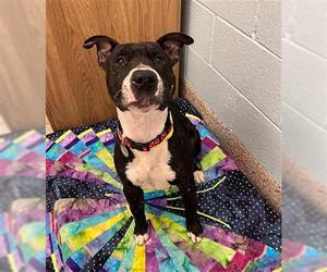 American Pit Bull Terrier Dogs for adoption in Brighton, CO, USA