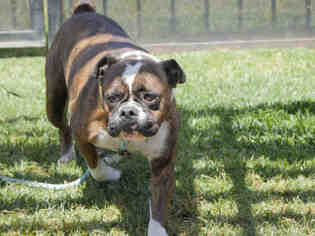 Bull-Boxer Dogs for adoption in Long Beach, CA, USA