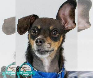 Chihuahua-Unknown Mix Dogs for adoption in Kennesaw, GA, USA