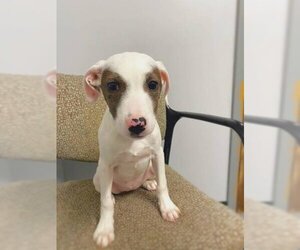 Mutt Dogs for adoption in Warrenton, VA, USA