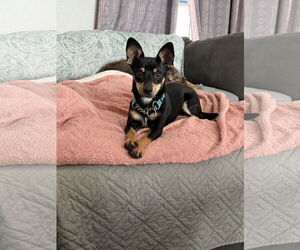 Chihuahua-Unknown Mix Dogs for adoption in Polson, MT, USA