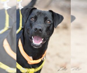 Labrador Retriever Dogs for adoption in Montgomery, TX, USA