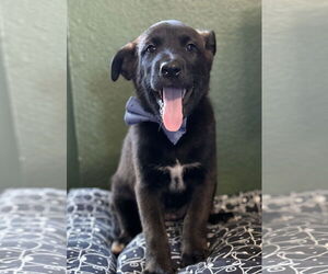 Labrador Retriever-Unknown Mix Dogs for adoption in San Diego, CA, USA