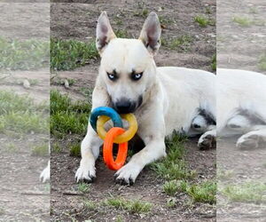Huskies -Unknown Mix Dogs for adoption in Lake Elsinore, CA, USA