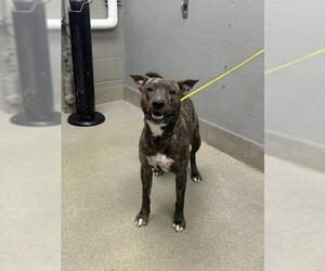 American Pit Bull Terrier-Unknown Mix Dogs for adoption in Las Vegas, NV, USA