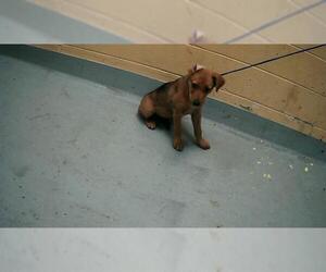 German Shepherd Dog-Unknown Mix Dogs for adoption in Tulsa, OK, USA