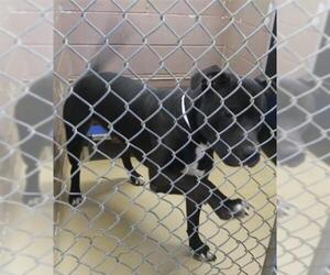 American Bulldog Dogs for adoption in Houston, TX, USA