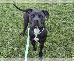 American Pit Bull Terrier-Unknown Mix Dogs for adoption in Millersville, MD, USA