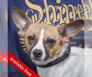 Italian Greyhound-Jack Russell Terrier Mix Dogs for adoption in Huntley, IL, USA