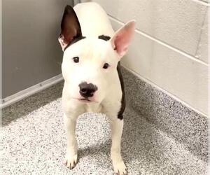 Bull Terrier-Unknown Mix Dogs for adoption in Houston, TX, USA