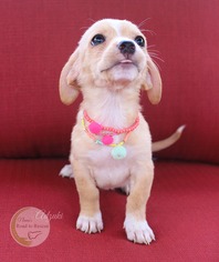 Medium Photo #1 Daug Puppy For Sale in Benton, LA, USA