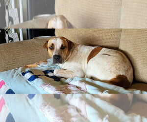 Mutt Dogs for adoption in Boston, MA, USA