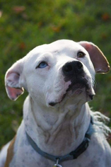 American Pit Bull Terrier-Unknown Mix Dogs for adoption in Germantown, OH, USA