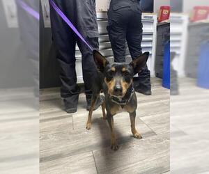 Miniature Pinscher-Unknown Mix Dogs for adoption in Redlands, CA, USA