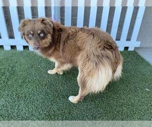 Medium Photo #1 Australian Shepherd-Unknown Mix Puppy For Sale in Modesto, CA, USA