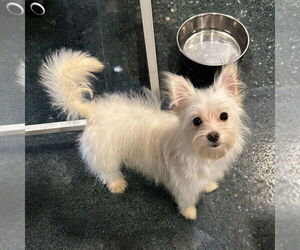 Maltese-Unknown Mix Dogs for adoption in Chico, CA, USA