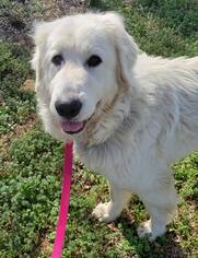 Great Pyrenees Dogs for adoption in Scottsboro, AL, USA