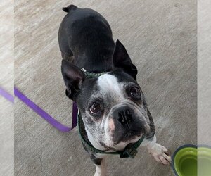 Boston Terrier Dogs for adoption in Little Elm, TX, USA