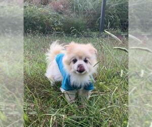 Pomeranian Dogs for adoption in Candler, NC, USA