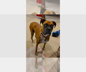 Boxer Dogs for adoption in Austin, TX, USA