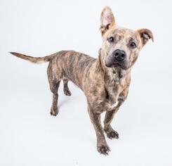 Pembroke Welsh Corgi Dogs for adoption in Atlanta, GA, USA