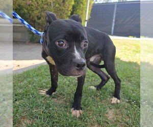 Staffordshire Bull Terrier Dogs for adoption in Long Beach, CA, USA