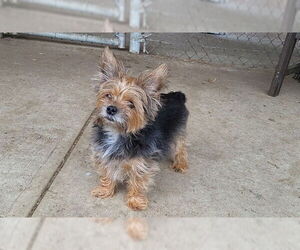 Mutt Dogs for adoption in Springfield, MA, USA