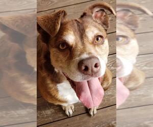 American Bulldog-Unknown Mix Dogs for adoption in Lexington, SC, USA