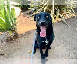 Labrador Retriever-Unknown Mix Dogs for adoption in San Diego, CA, USA