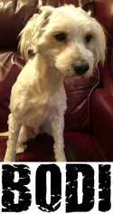Maltese-Unknown Mix Dogs for adoption in DALLAS, TX, USA