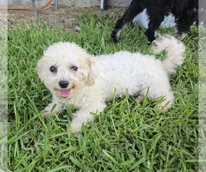 Poodle (Miniature) Dogs for adoption in Dumont, NJ, USA