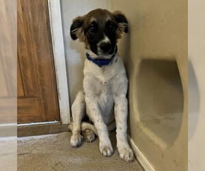 Rottweiler Dogs for adoption in Phoenix, AZ, USA