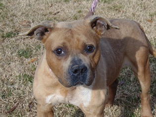 Staffordshire Bull Terrier Dogs for adoption in Charlotte, NC, USA