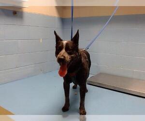 Australian Cattle Dog-Unknown Mix Dogs for adoption in Moreno Valley, CA, USA