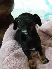 Chiweenie Dogs for adoption in Richmond, CA, USA