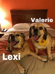 Puggle Dogs for adoption in McKinney, TX, USA
