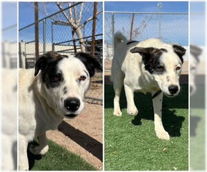 Border Collie-Unknown Mix Dogs for adoption in HESPERIA, CA, USA