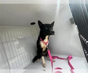 Medium Photo #1 Australian Kelpie Puppy For Sale in Houston, TX, USA