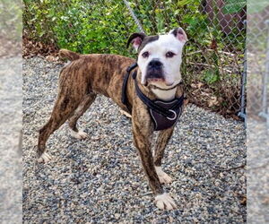 Boxer Dogs for adoption in Dumont, NJ, USA