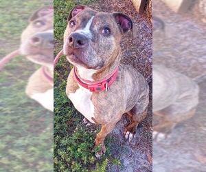 American Staffordshire Terrier Dogs for adoption in Fort Lauderdale, FL, USA