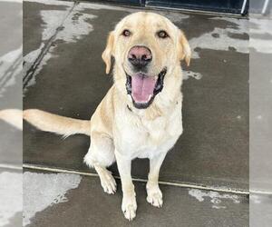 Labrador Retriever Dogs for adoption in Denver, CO, USA