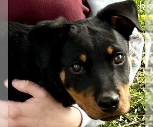 Rottweiler Dogs for adoption in Colton, CA, USA