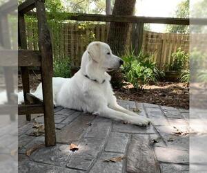 Great Pyrenees Dogs for adoption in Montgomery, TX, USA